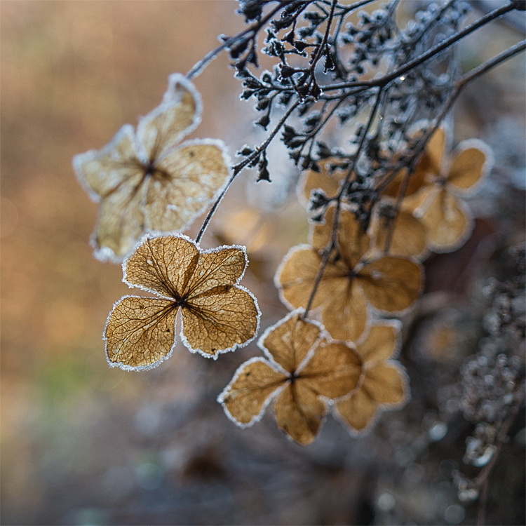 4711 Blatt-11254007-Bearbeitet als Smartobjekt-1 Kopie.jpg